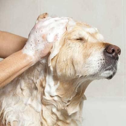 📦 Anti‑Itch Dog Shampoo | Ditch to Itch 300ml Pack of 2